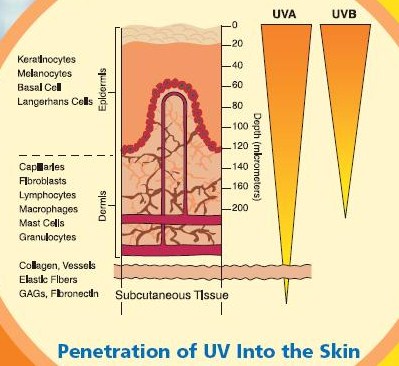 Penetration of UV Into The Skin